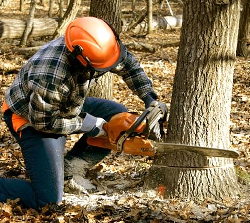 Tree Removal in Biddeford, ME